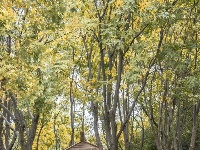 东西湖的金色花海，限时绝美！