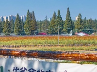 高粱红了，秋天来了