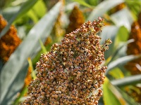 高粱红了，秋天来了