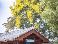 东西湖的金色花海，限时绝美！