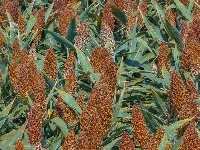 高粱红了，秋天来了