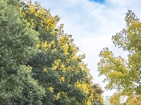 东西湖的金色花海，限时绝美！