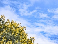 东西湖的金色花海，限时绝美！