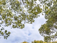 东西湖的金色花海，限时绝美！