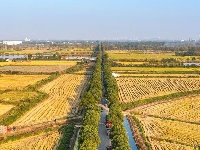 越看越欢喜，东西湖的大地“调色盘”