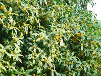 叮！秋天的第一缕桂花香已送达