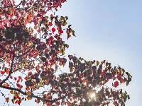 藏在手机相册里的 「秋日东西湖」