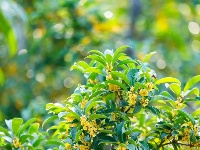 叮！秋天的第一缕桂花香已送达