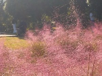 藏在手机相册里的 「秋日东西湖」