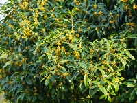 叮！秋天的第一缕桂花香已送达