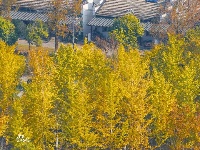 东西湖超美银杏打卡地，错过悔一年～