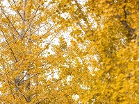 东西湖超美银杏打卡地，错过悔一年～