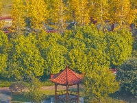 东西湖超美银杏打卡地，错过悔一年～