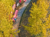东西湖超美银杏打卡地，错过悔一年～