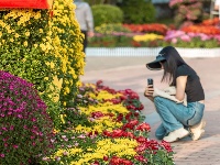花开得“刚刚好”！你何时来？