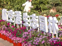 花开得“刚刚好”！你何时来？