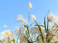 东西湖这里，下雪了？