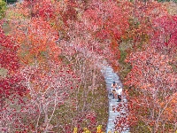 东西湖的“彩虹树”，找到了！