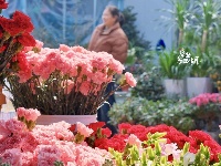 东西湖的花鸟市场，也太好逛了吧
