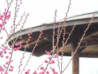 东西湖有个梅花岛，你去过吗？