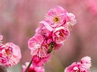 东西湖有个梅花岛，你去过吗？