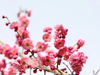 东西湖有个梅花岛，你去过吗？