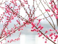 东西湖有个梅花岛，你去过吗？