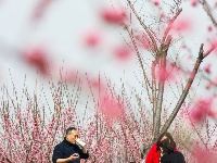 东西湖有个梅花岛，你去过吗？