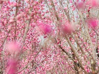 东西湖有个梅花岛，你去过吗？