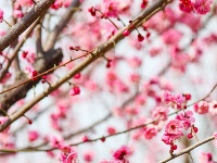 东西湖有个梅花岛，你去过吗？