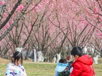 东西湖有个梅花岛，你去过吗？