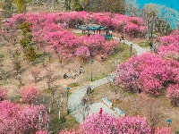 东西湖有个梅花岛，你去过吗？