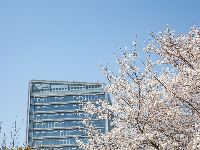 人少花多的樱花大道，抓紧看！