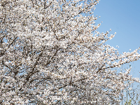 人少花多的樱花大道，抓紧看！