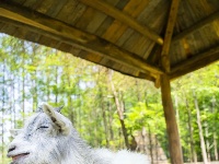 猜猜今天是谁在跟你说早安？