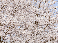 人少花多的樱花大道，抓紧看！