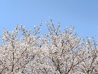 人少花多的樱花大道，抓紧看！