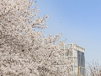 人少花多的樱花大道，抓紧看！