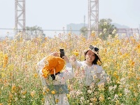 气温回升，这片彩色油菜花出片率超高