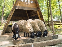 猜猜今天是谁在跟你说早安？