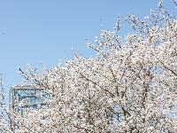 人少花多的樱花大道，抓紧看！
