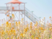 气温回升，这片彩色油菜花出片率超高