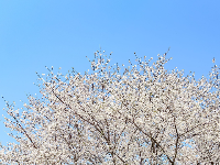人少花多的樱花大道，抓紧看！