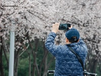 比樱花更浪漫，就在东西湖！