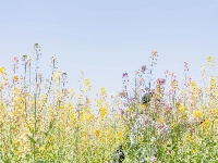 气温回升，这片彩色油菜花出片率超高