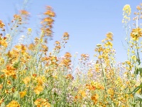 气温回升，这片彩色油菜花出片率超高