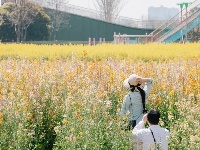 气温回升，这片彩色油菜花出片率超高