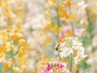 气温回升，这片彩色油菜花出片率超高