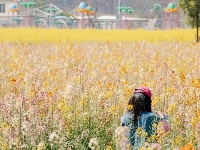 气温回升，这片彩色油菜花出片率超高