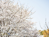人少花多的樱花大道，抓紧看！